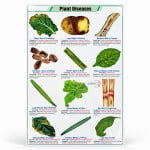 Plant Diseases Chart